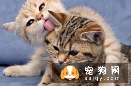 老猫退化怎办？照顾饲养全解析