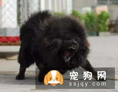 狗狗耐饿不耐渴，狗狗喝水也有大学问