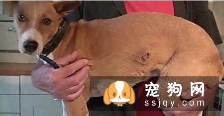 宠物狗身上伤口化脓，用这种特殊疗法你能接受吗