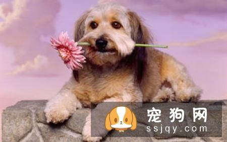 怎样可以快速挑选出一只性格好的哈士奇幼犬