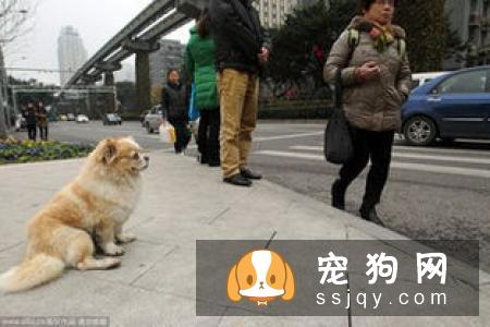 宠物狗刚到新家如何度过危险期？