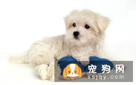 母狗也像公狗一样抬脚撒尿怎么办？