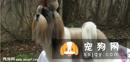 中国西施犬多少钱一只,好养吗?西施犬选购方法