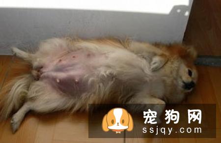 母狗子宫蓄脓的发病原因_症状_治疗方法