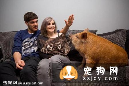 情侣饲养宠物享受高级待遇，网友看后直呼好羡慕