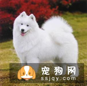 什么是狗狗的肾衰竭？！