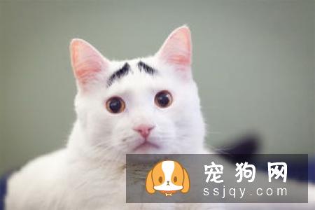老猫退化怎办？照顾饲养全解析