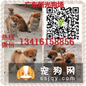 购买柴犬时要注意什么？