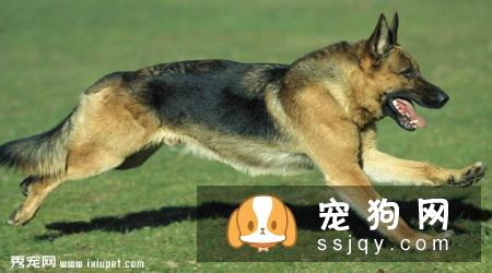德国黑贝的外形特征及生活习性_图片