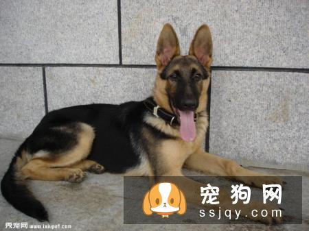 怎么训练德国牧羊犬定点排便？