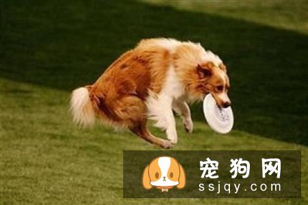 狗狗缺少微量元素怎么办？狗狗正确补充微量宝典