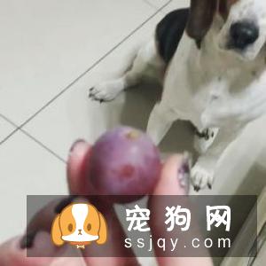 比格犬换毛期吃什么？