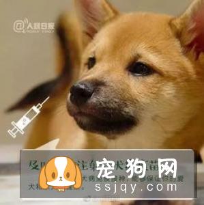九张图告诉你养狗和不养狗的区别