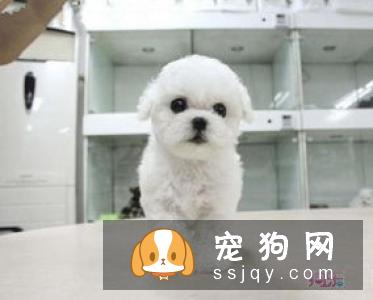 卷毛比熊犬多少钱一只，有什么训练方法？