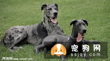 大丹犬选购技巧_大丹犬多少钱一只，好养吗？