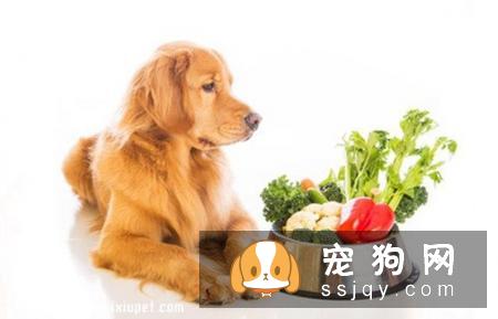 狗狗吃海鲜有什么危害？