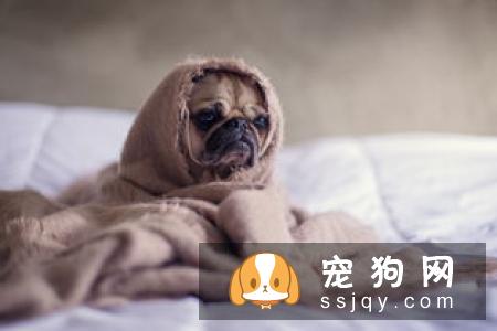 狗狗支气管炎怎么治疗_症状