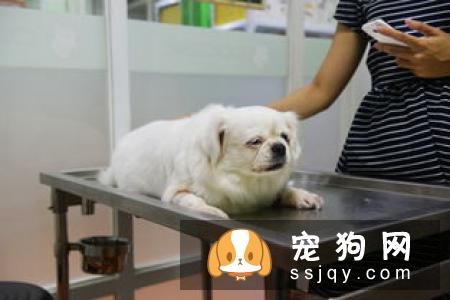 母狗子宫蓄脓的发病原因_症状_治疗方法