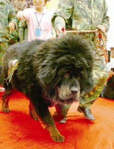 赤古藏獒性格怎么样，好养吗？赤古藏獒多少钱一只？