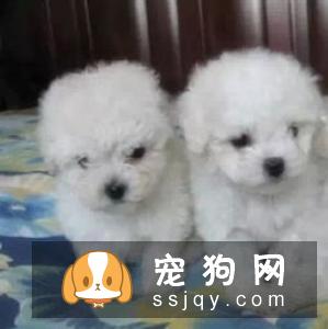 卷毛比熊犬多少钱一只，有什么训练方法？