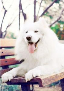 萨摩耶幼犬挑选小知识：不易错，难选好！
