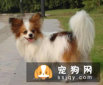 狗狗肠胃不好是否要吃肠胃宝？