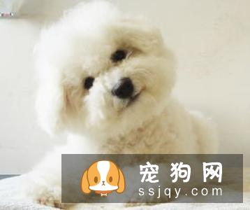 狗狗牙齿松了，怎么办？