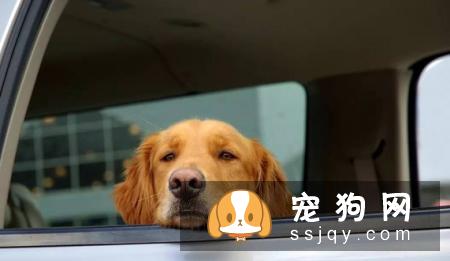 狗狗晕车该怎么办？