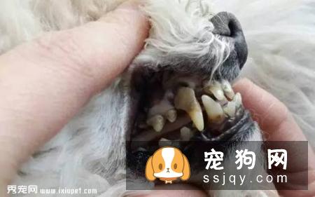 这些习惯，会让狗狗“长命百岁”