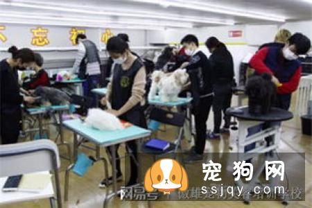 傲雄宠物美容培训学校C级课程介绍