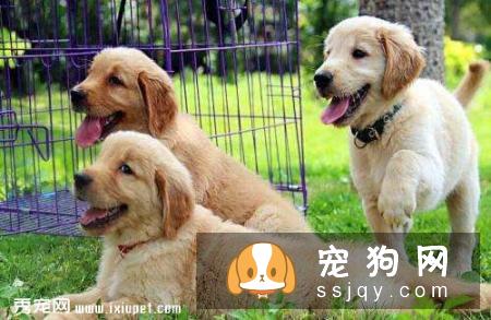 去哪里买金毛狗比较好