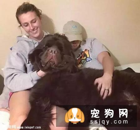 嫌麻烦！这就是我养大型犬的原因！
