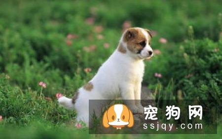 狗狗牙齿松了，怎么办？
