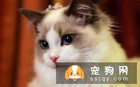 怎样可以快速挑选出一只性格好的哈士奇幼犬