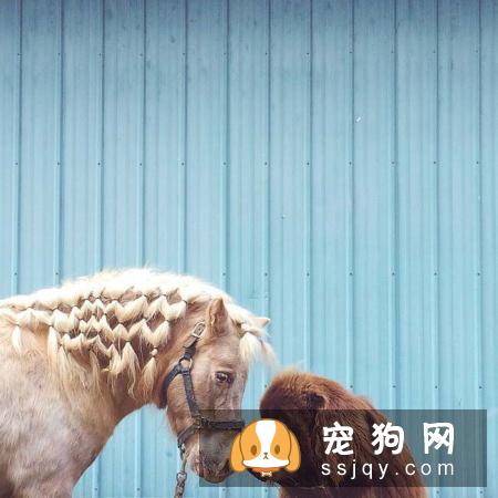 惨遭美容师毒手的11只宠物，又要被怨恨好几个月了！