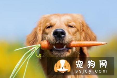 小狗健康饮食之泡软的狗粮