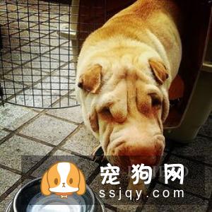 你知道沙皮狗的起源吗？