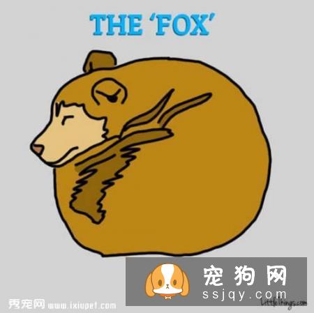 狗狗睡姿看性格，你家的狗狗又是哪种睡姿呢？