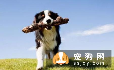 九张图告诉你养狗和不养狗的区别