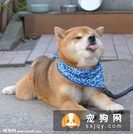 柴犬饲养的这些注意事项你都知道吗？