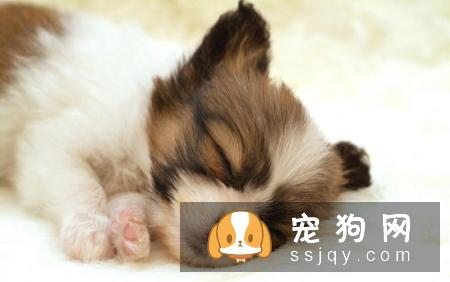 如何解决幼犬的哀嚎 ，真的很头大？