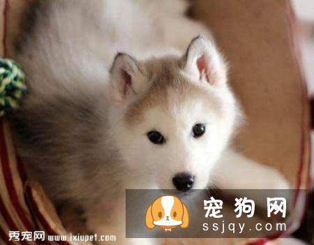 常见的雪纳瑞3个品种分类