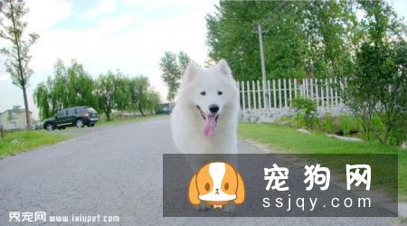 萨摩耶犬智商高不高，好养吗？萨摩耶犬价格|训练