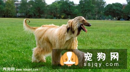阿富汗猎犬的外形特征及训练方法_多少钱一只？