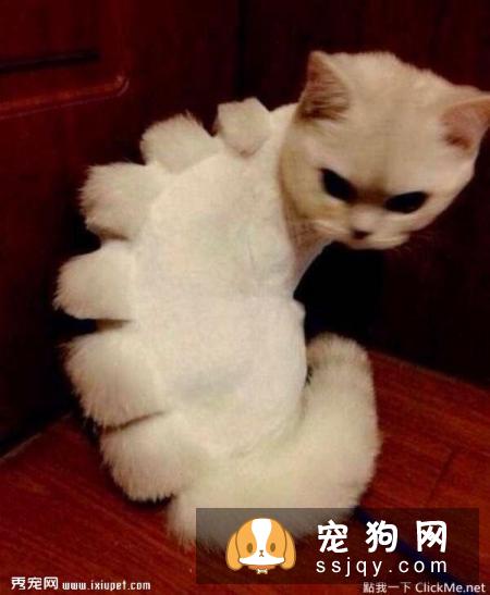 惨遭美容师毒手的11只宠物，又要被怨恨好几个月了！