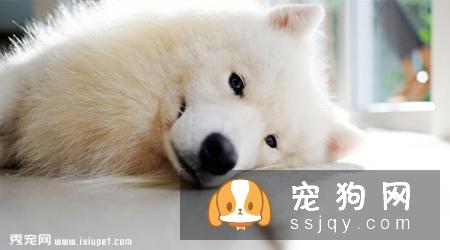 萨摩耶犬智商高不高，好养吗？萨摩耶犬价格|训练