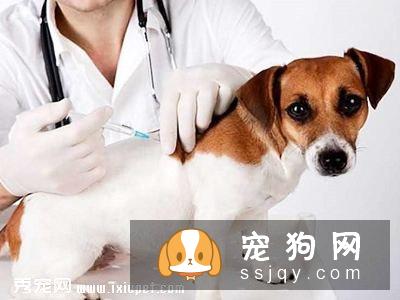 为什么狗狗疫苗要打三针？