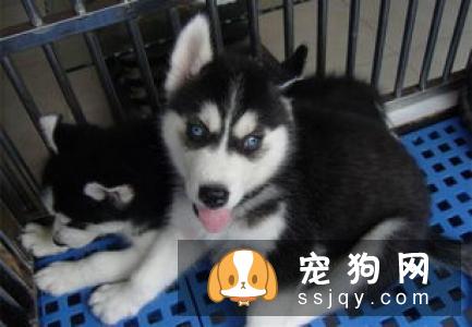 为什么要购买哈士奇的5个理由