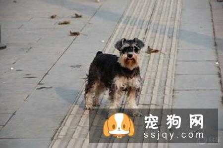 迷你雪纳瑞、标准雪纳瑞、巨型雪纳瑞的区别