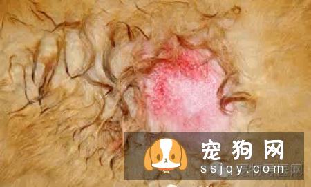 盘点狗狗皮肤病知识大全（图文解读）